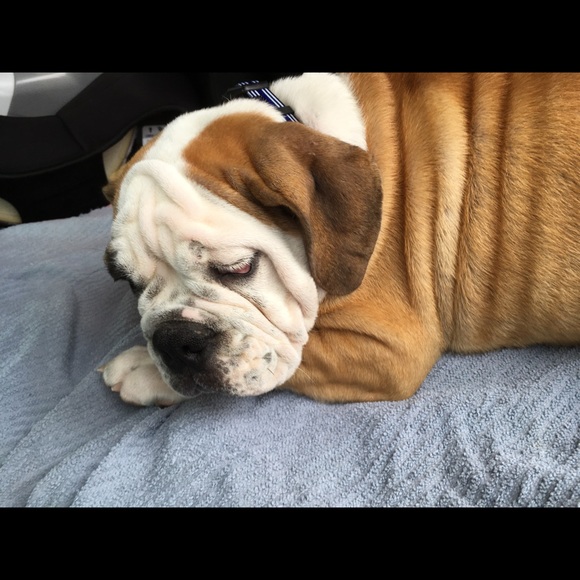 Meet your Posher, Ailene ❤️ - Picture 3 of 6